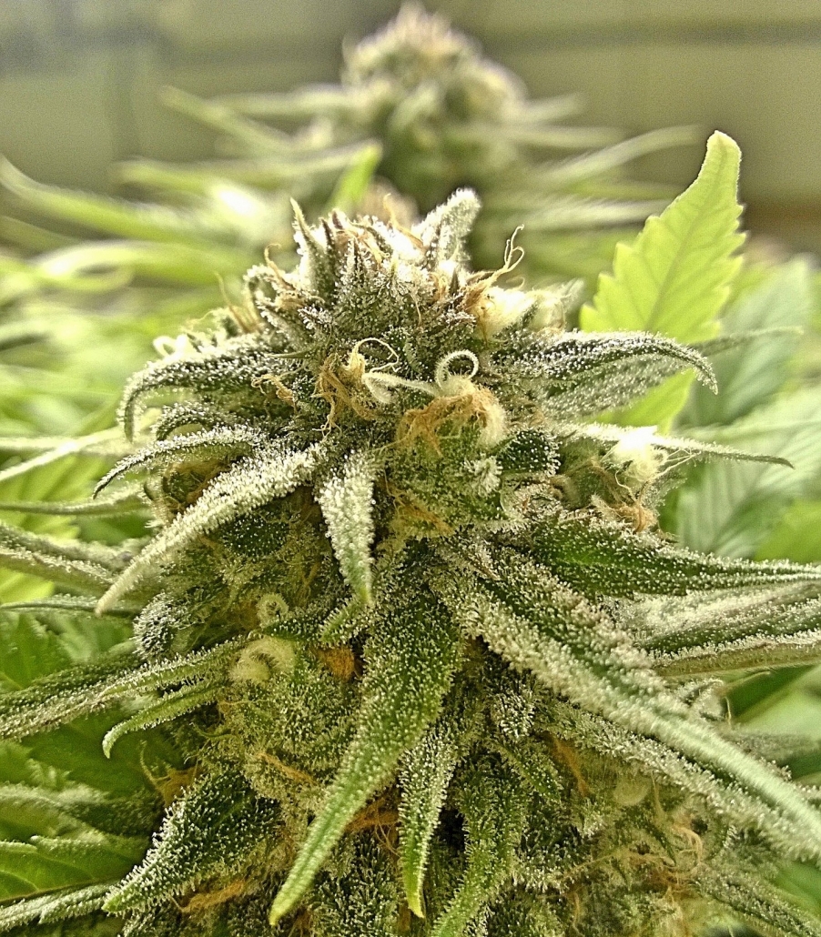 Blue Dream flower close-up