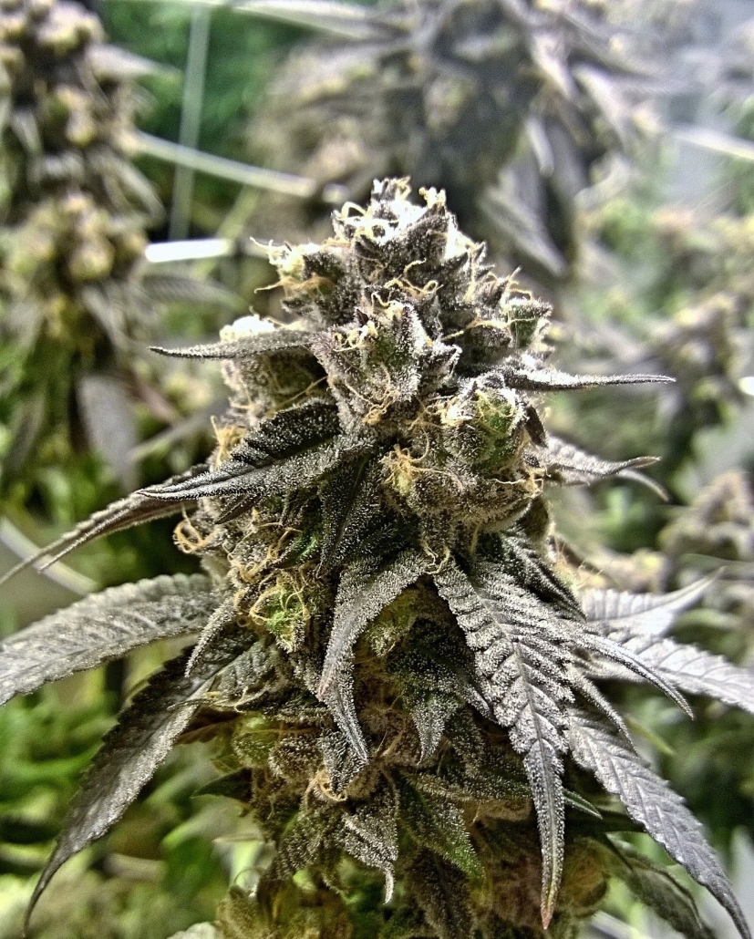 Pre-roll and flower macro detail